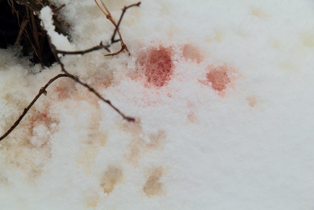 Marcatura di lupo in estro